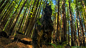 redwood